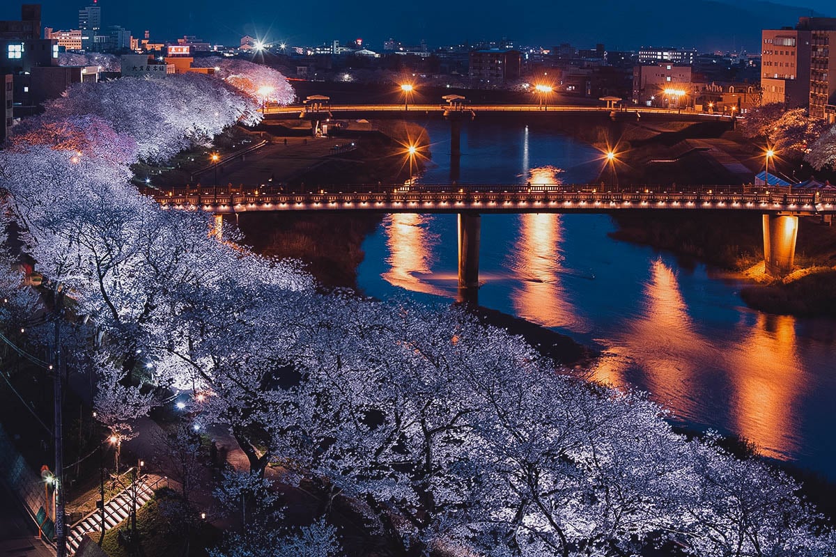 Asuwa River cherry blossom row at night
