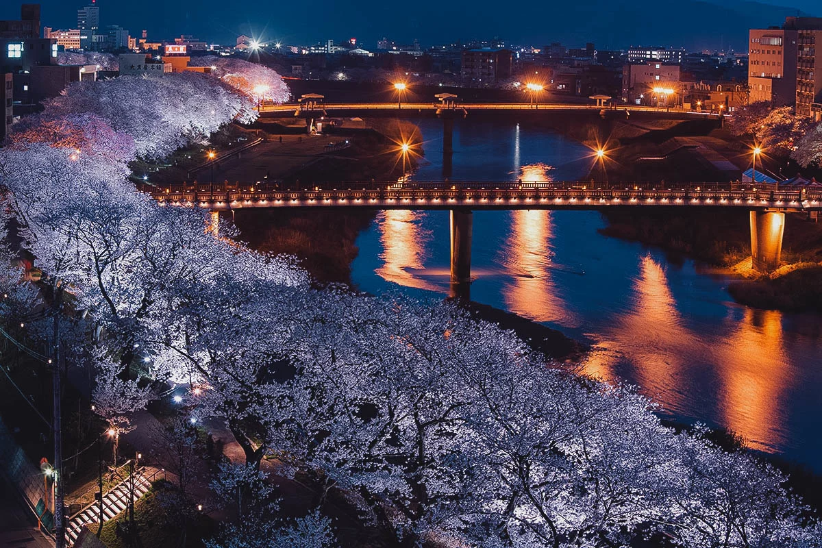 Asuwa River cherry blossom row in the Chubu region
