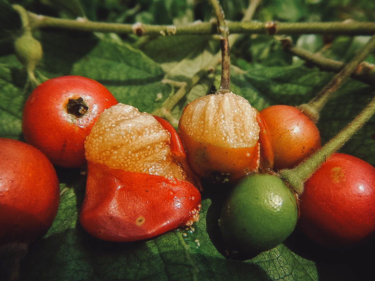 Muntingia or Jamaican cherries, a delicious summer fruit in the Philippines