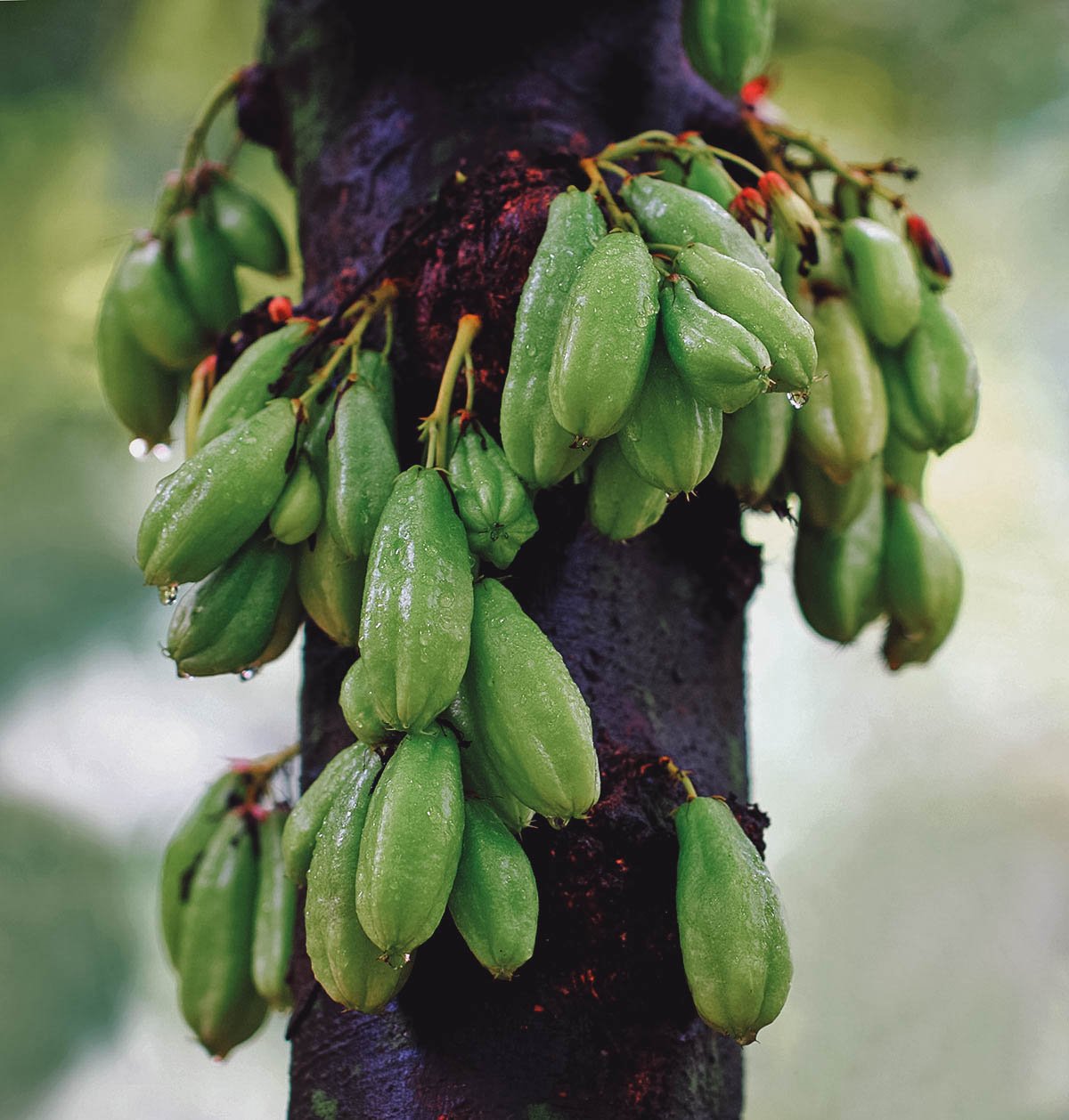Bilimbi or kamias, a highly acidic fruit often eaten with rock salt
