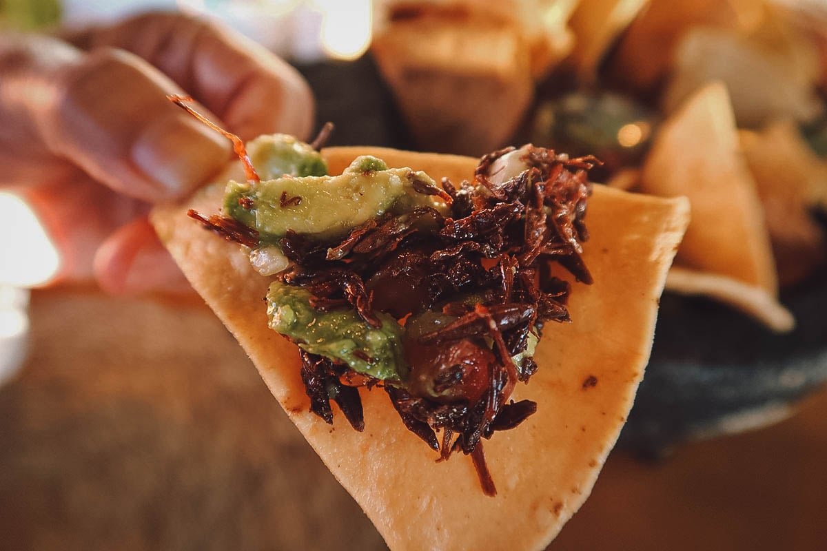Tortilla with guacamole and chapulines