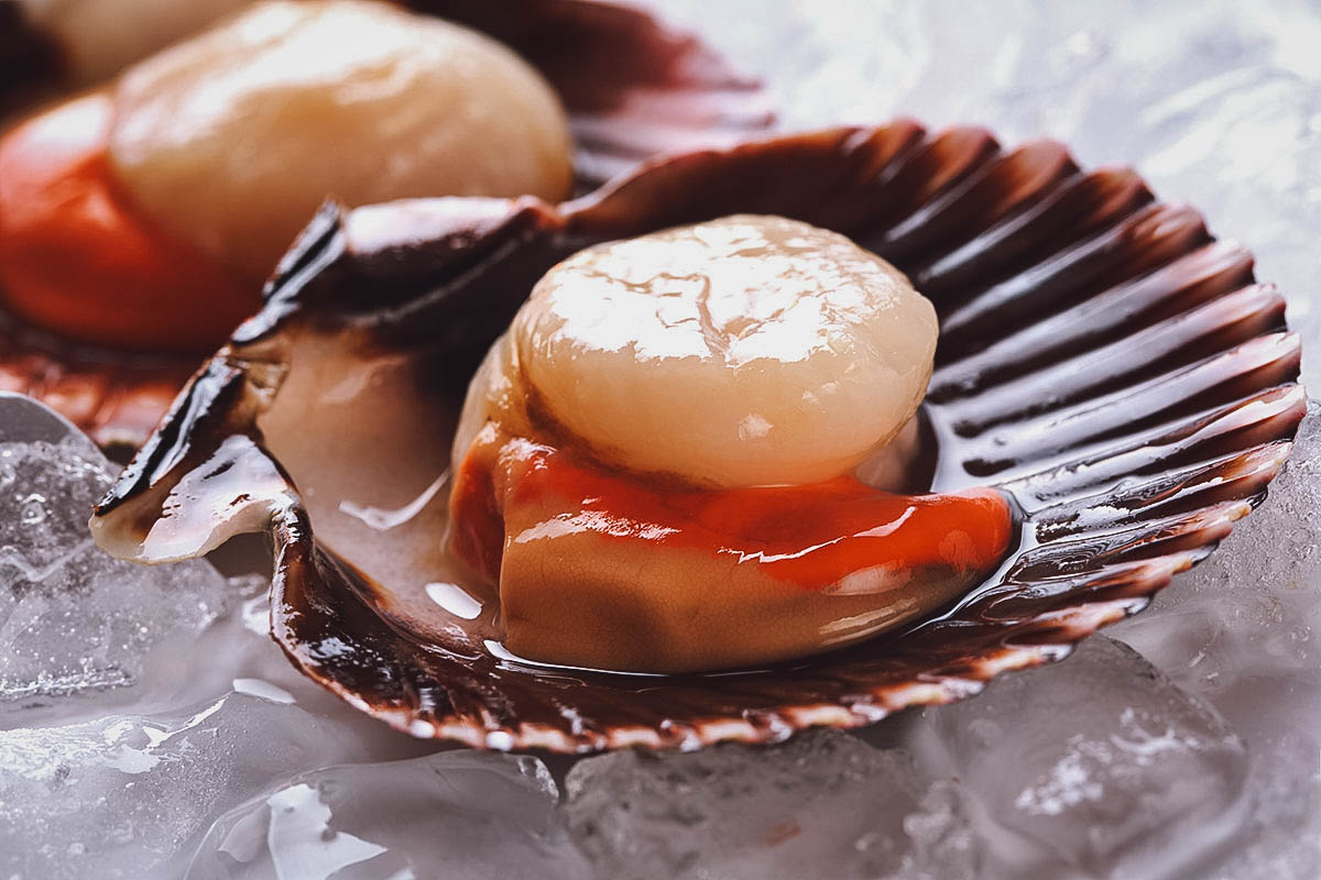 Scottish west coast scallops