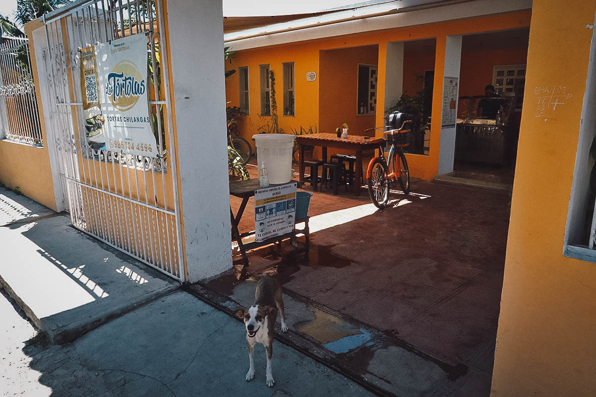 Cute smiling dog in front Las Tortolas in Valladolid