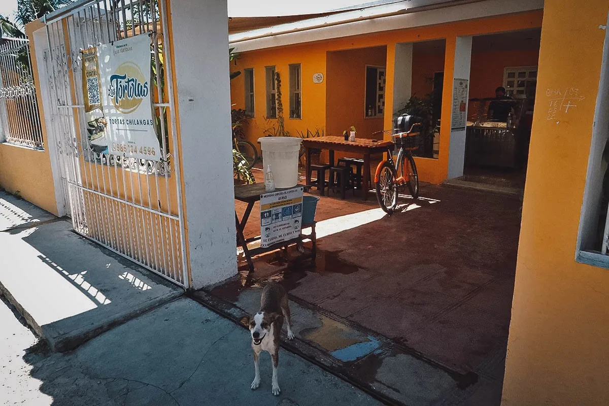 The Best Valladolid Restaurants Cute smiling dog in front Las Tortolas in Valladolid
