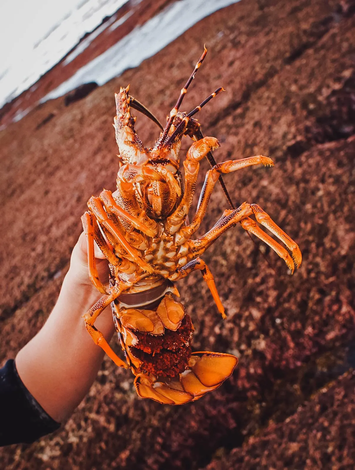 New Zealand Food Guide Crayfish in New Zealand