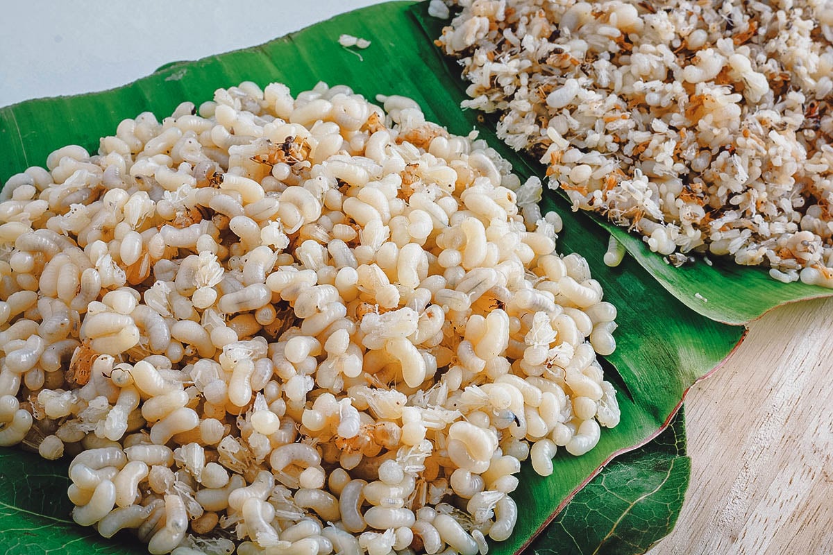 Filipino ant eggs