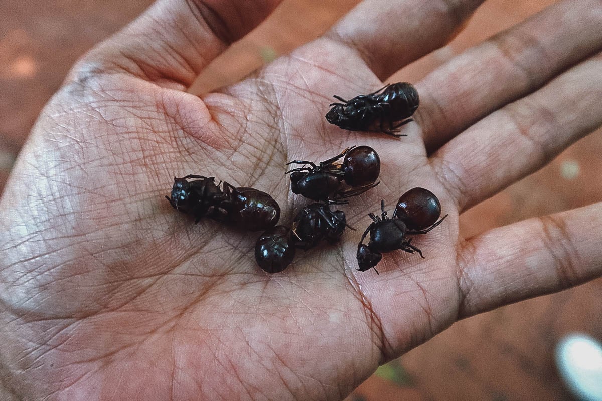 Colombian hormigas culonas