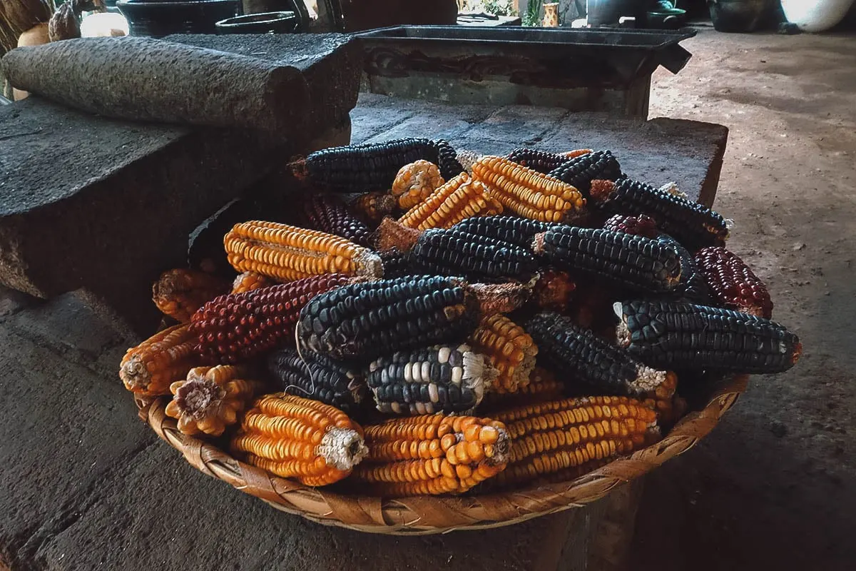 Corn at Alfonsina, Oaxaca, Mexico