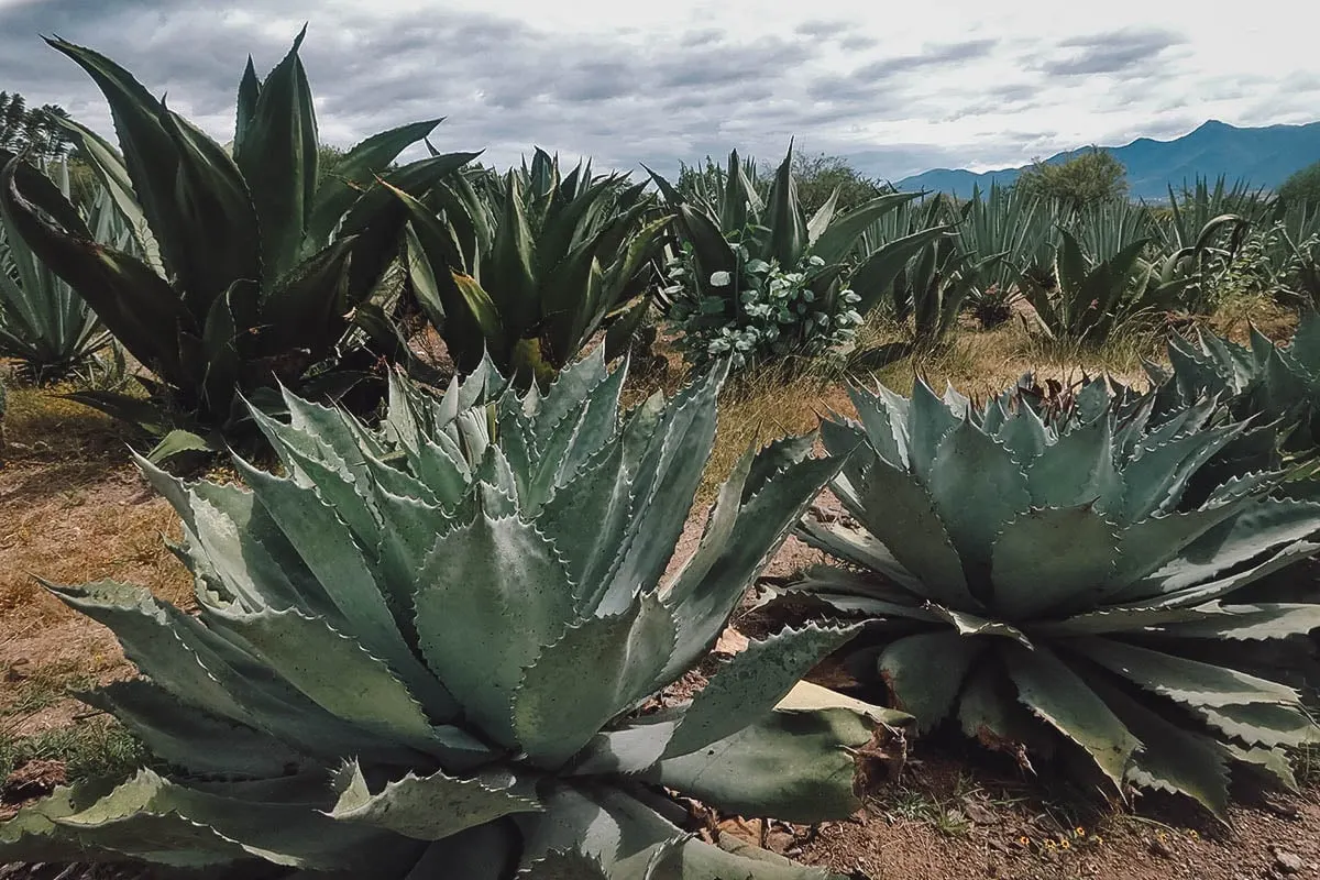 Agave plants at Mezcal Don Agave in Oaxaca, Mexico