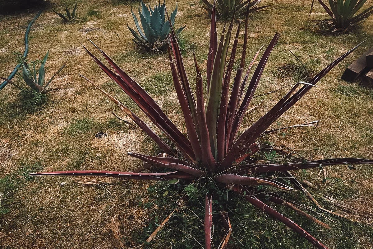 Agave plants at Mezcal Don Agave in Oaxaca, Mexico