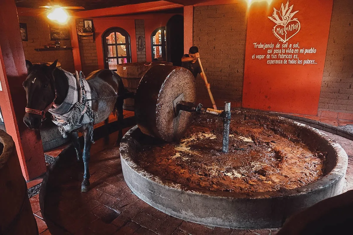 Horse crushing agave at Mal de Amor Mezcaleria in Oaxaca, Mexico