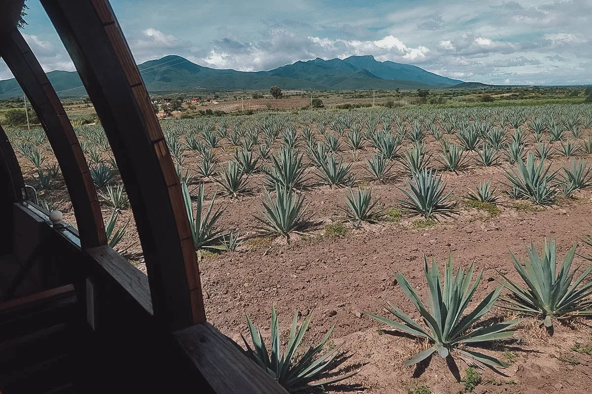 Agave fields at Mal de Amor Mezcaleria in Oaxaca, Mexico