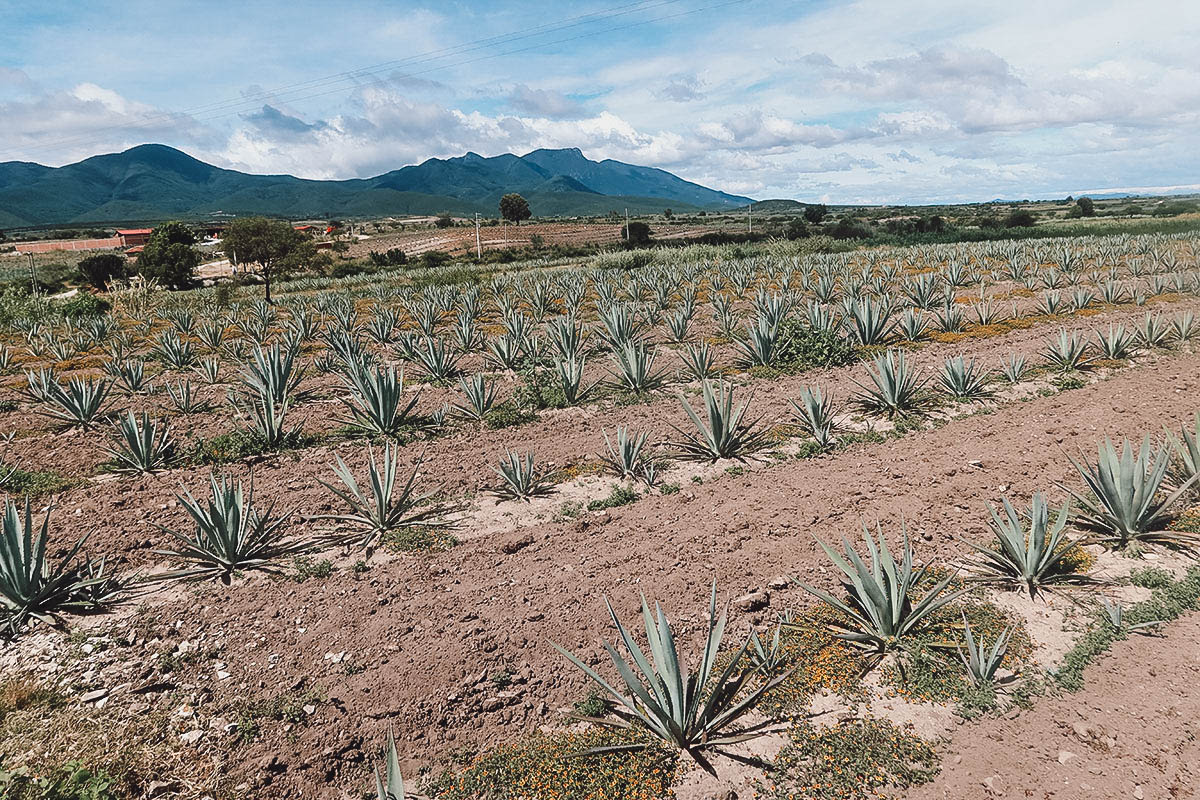 Agave plantation at Mal de Amor Mezcaleria in Oaxaca, Mexico