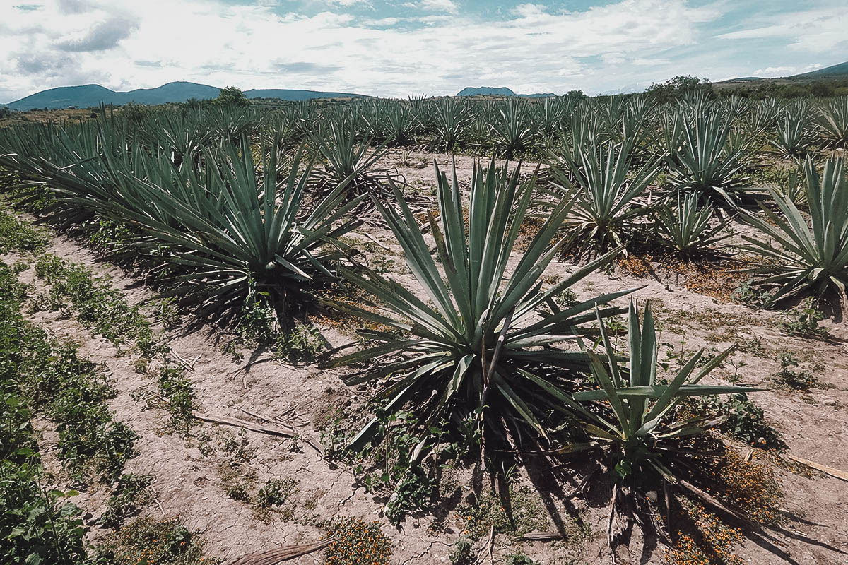 Agave fields at Mal de Amor Mezcaleria in Oaxaca, Mexico