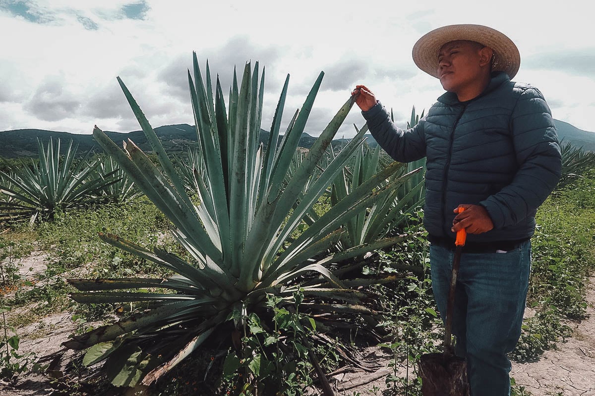 Tour guide talking about agave at Mal de Amor Mezcaleria in Oaxaca, Mexico