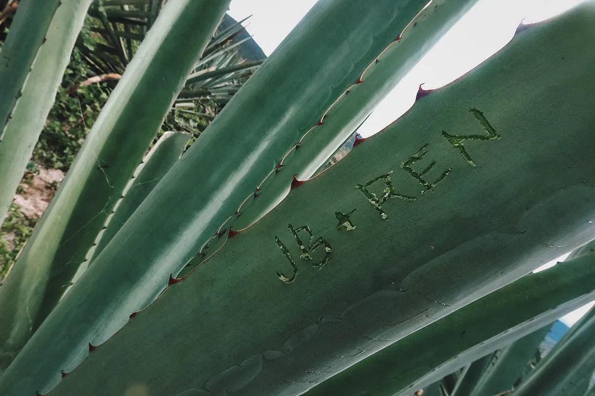 Our names on an agave leaf at Mal de Amor Mezcaleria in Oaxaca, Mexico