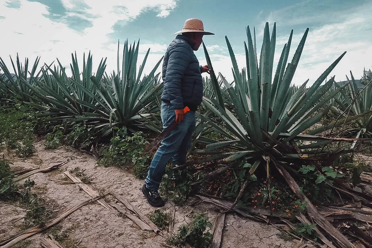 Tour guide cutting off an agave leaf at Mal de Amor Mezcaleria in Oaxaca, Mexico