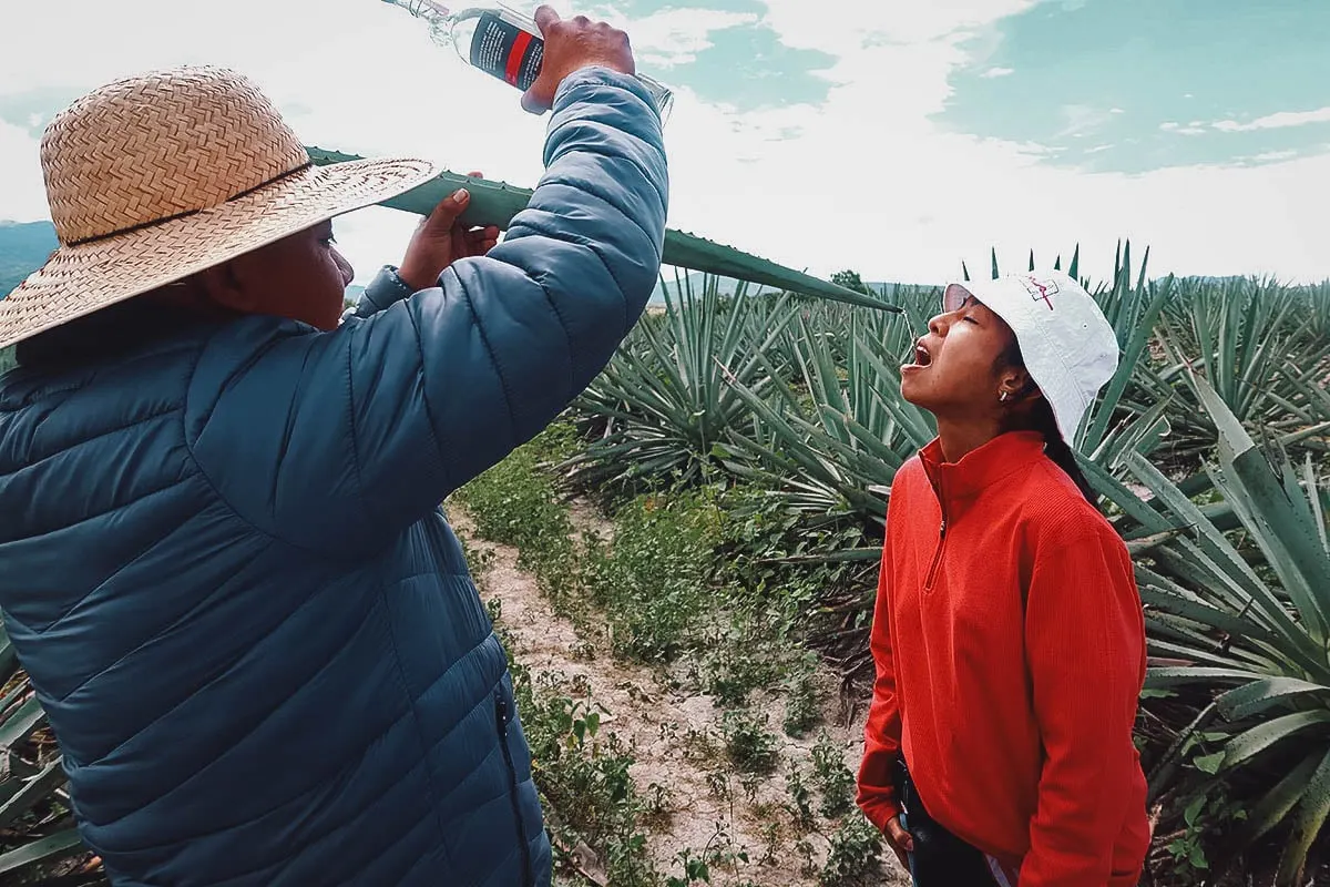 Drinking mezcal from an agave leaf at Mal de Amor Mezcaleria in Oaxaca, Mexico