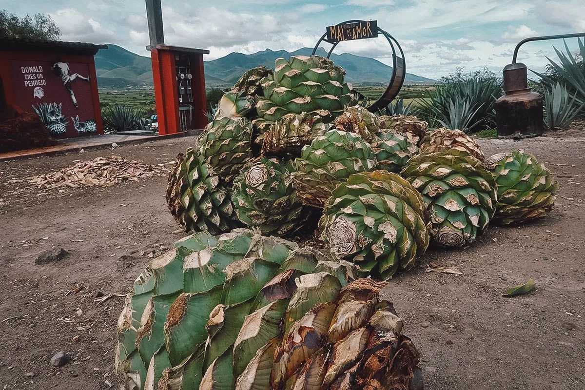 Agave hearts at Mal de Amor Mezcaleria in Oaxaca, Mexico