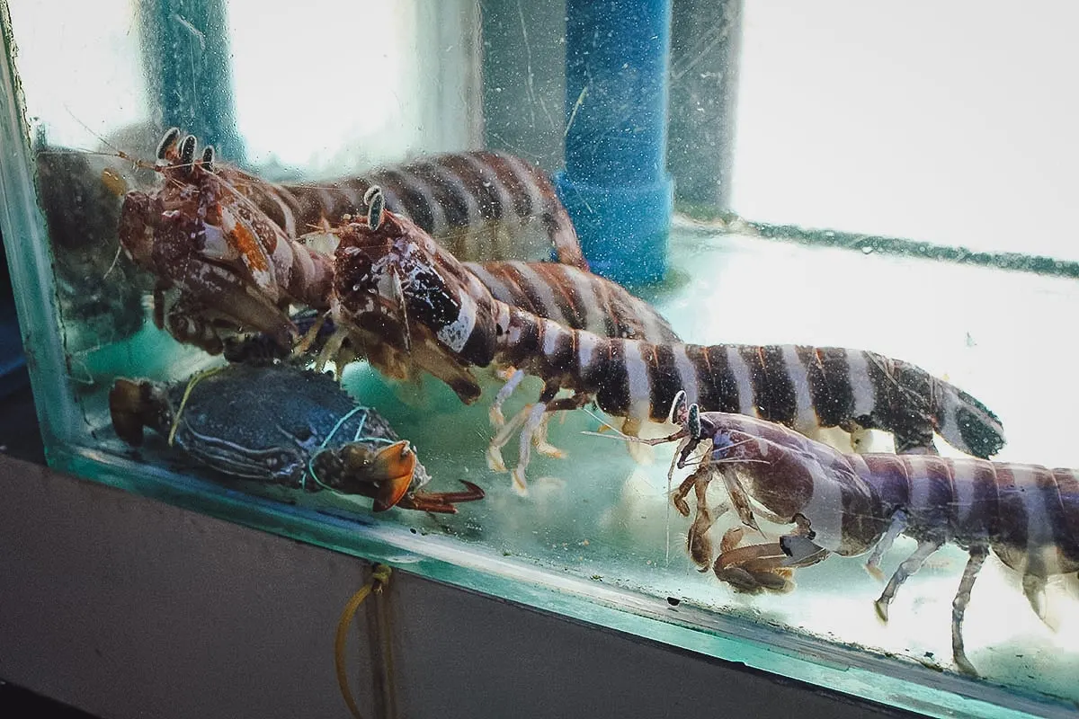 Live mantis shrimp at a wet market in Manila