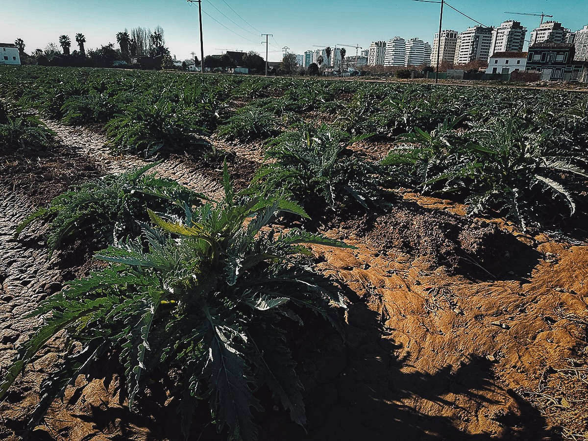 Artichoke fields