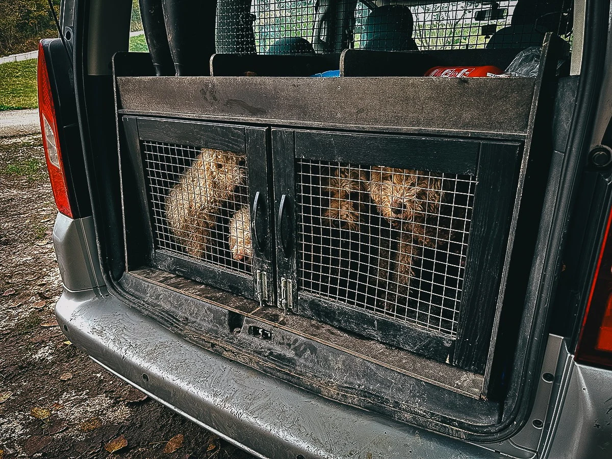 Truffle hunting dogs