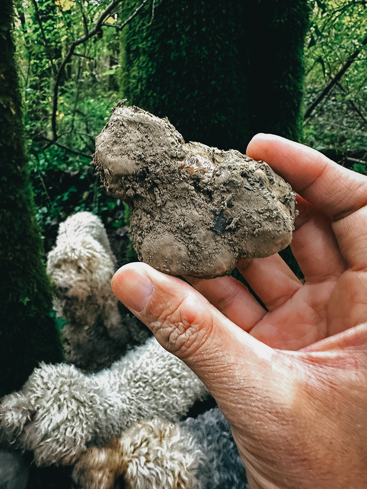 A big white truffle