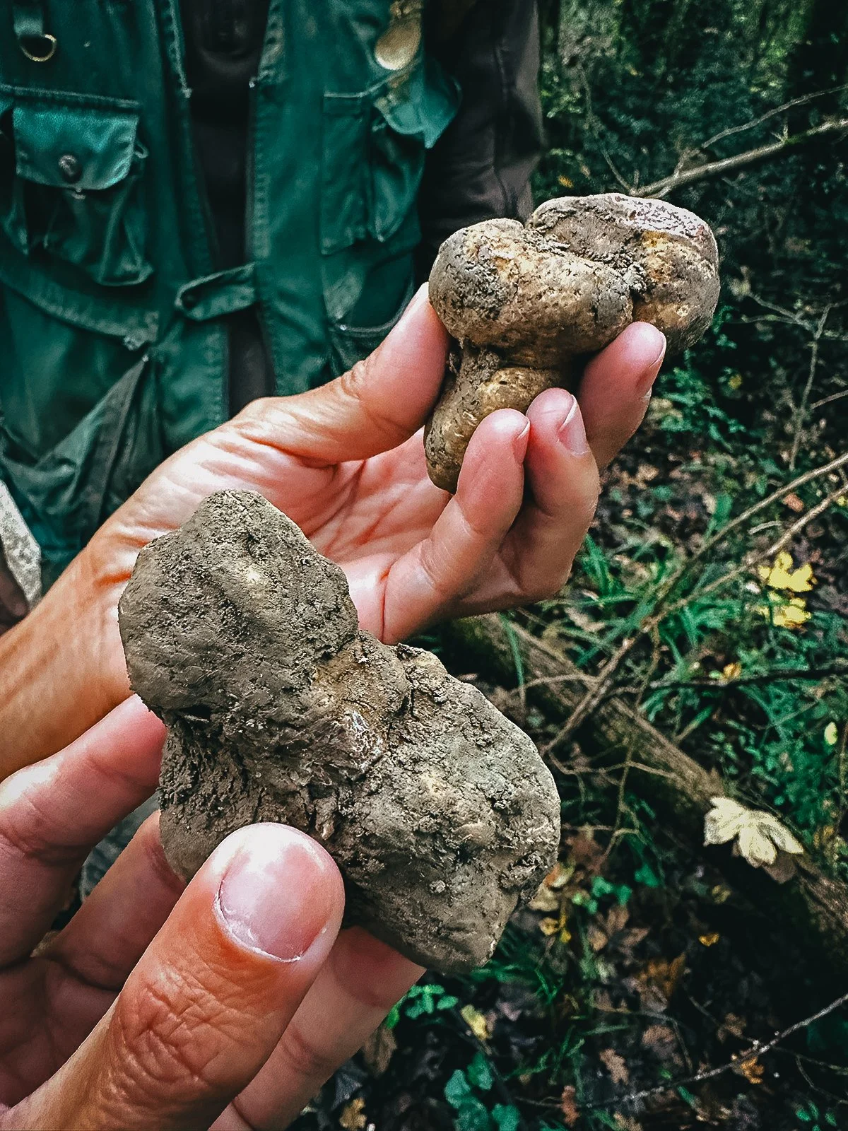 Two big white truffles