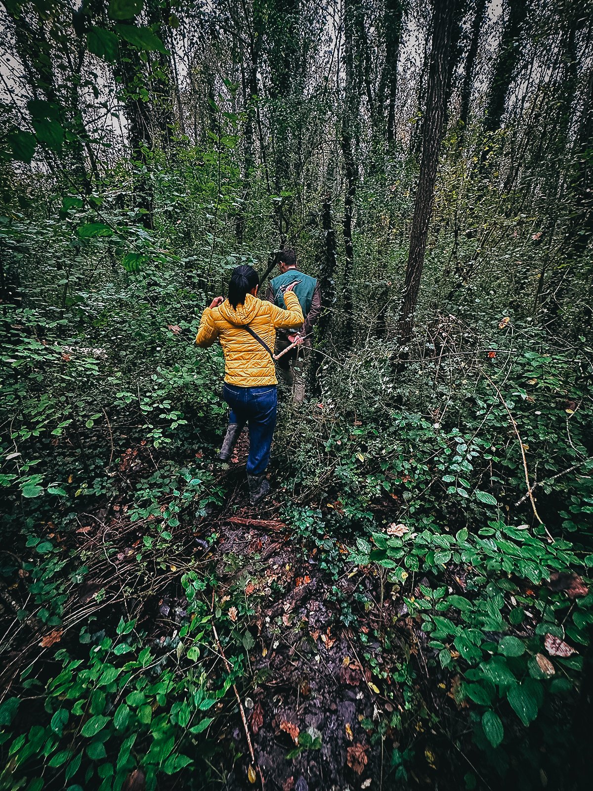 Truffle hunting in the Motovun forest