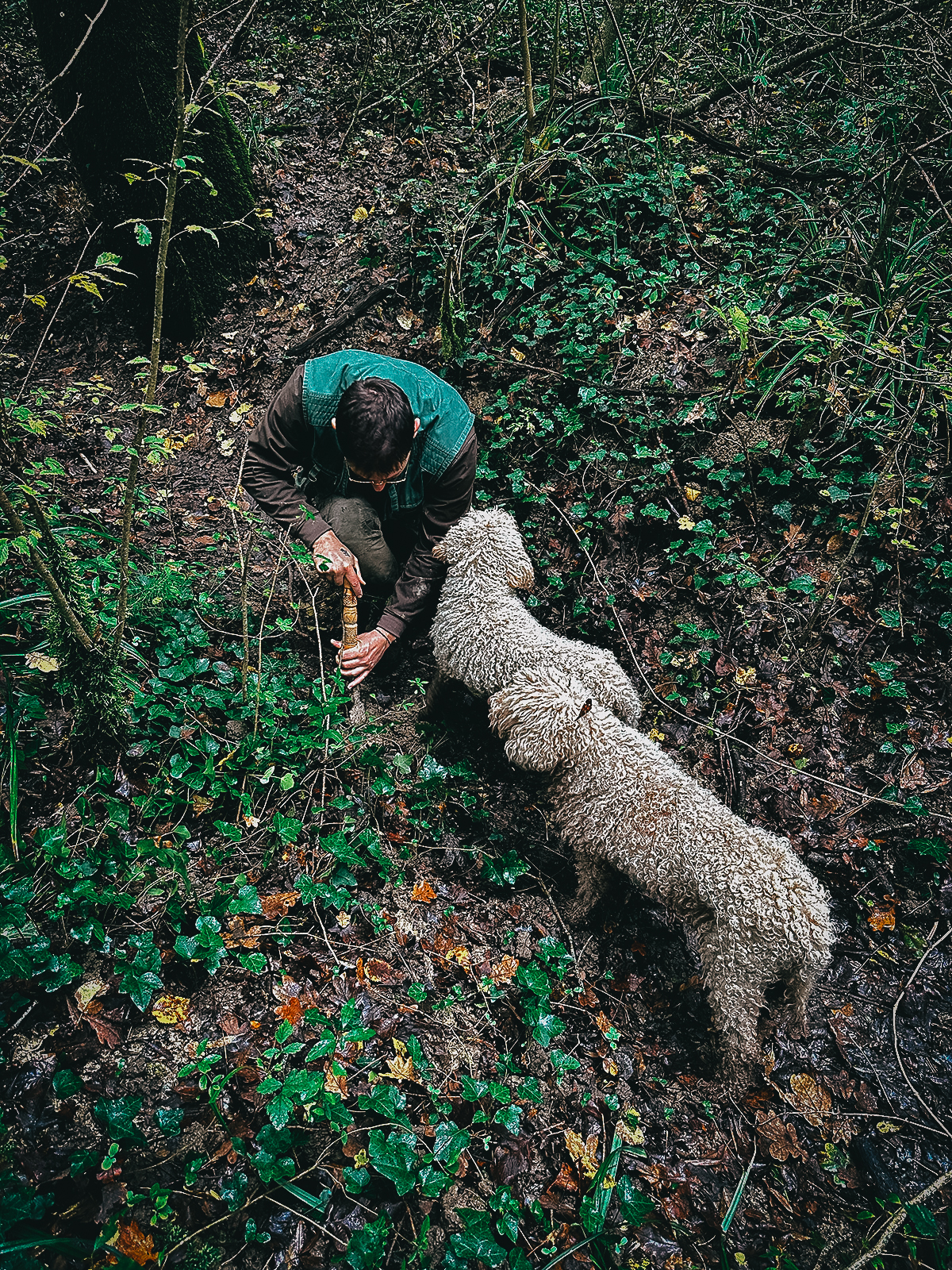 Digging for truffles