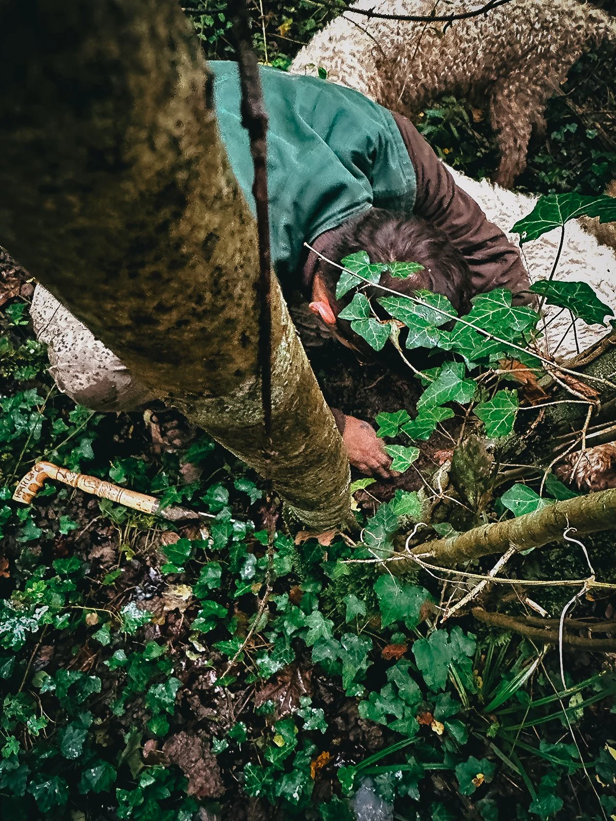 Digging for truffles