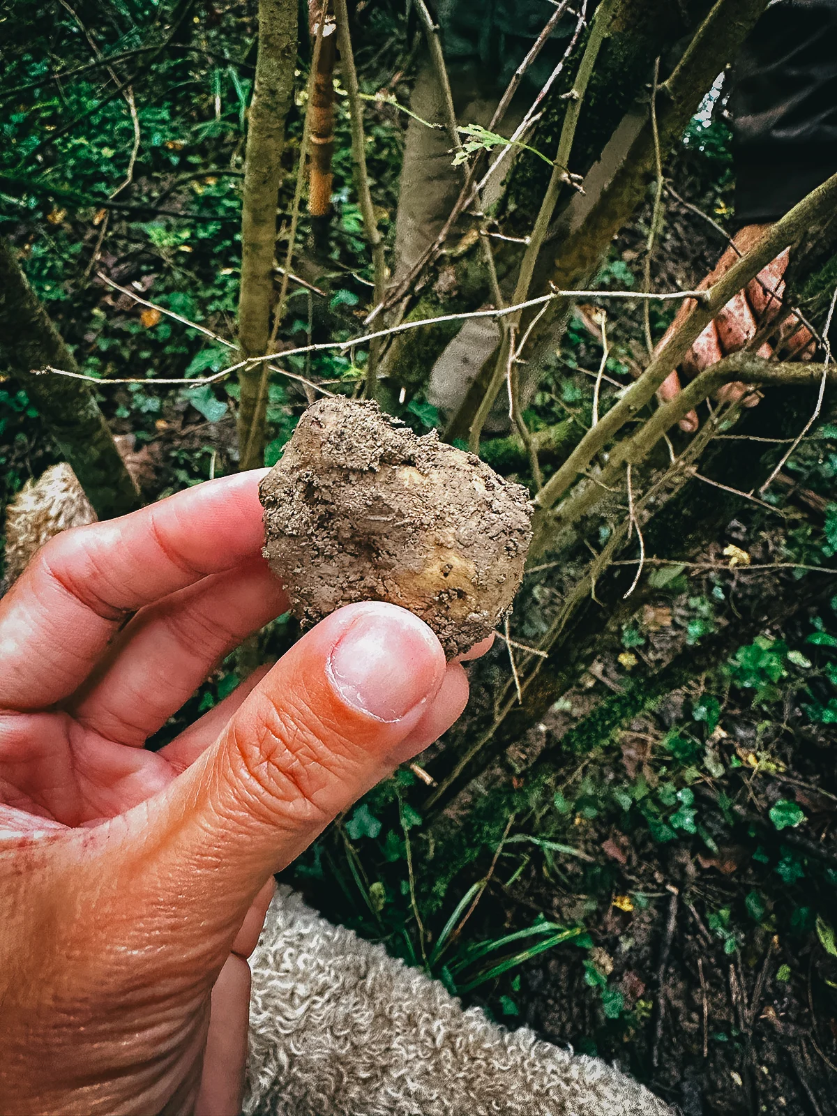 White truffle