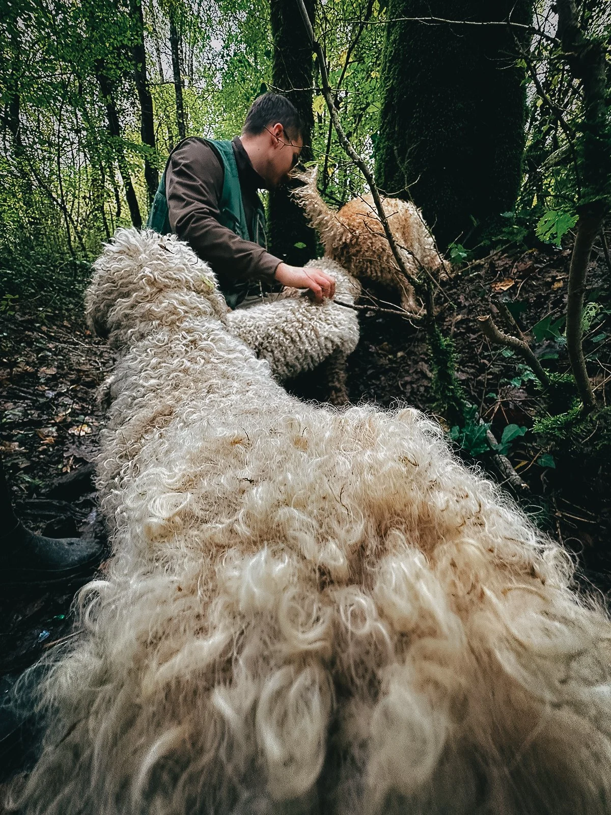 Sniffing for truffles