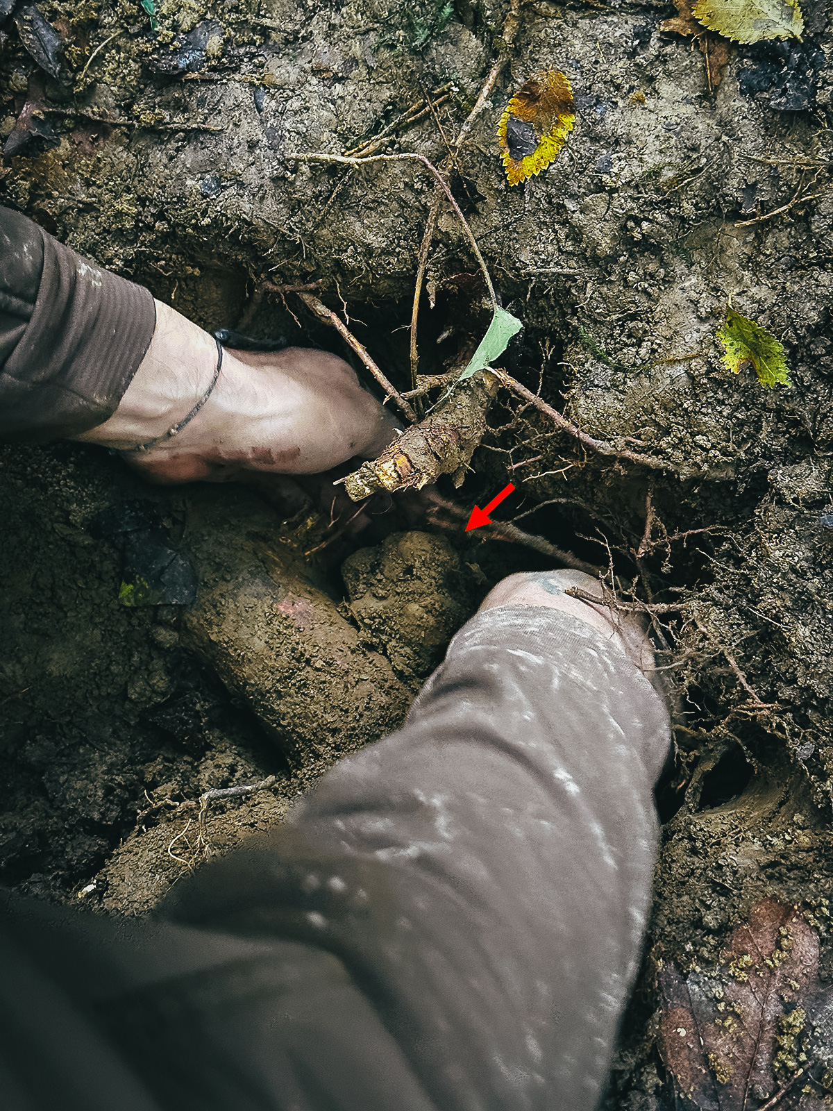 Digging out a big truffle