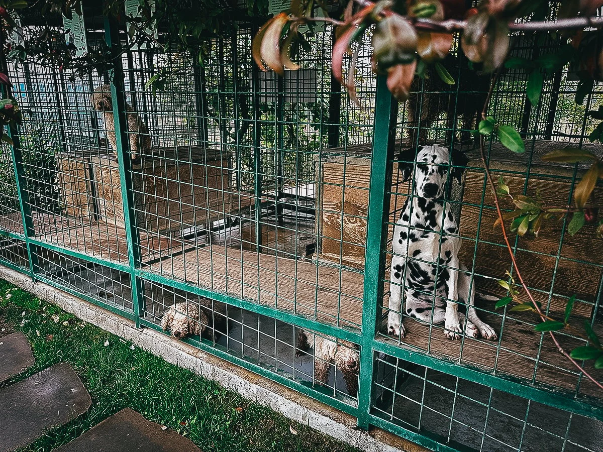 Truffle hunting dogs