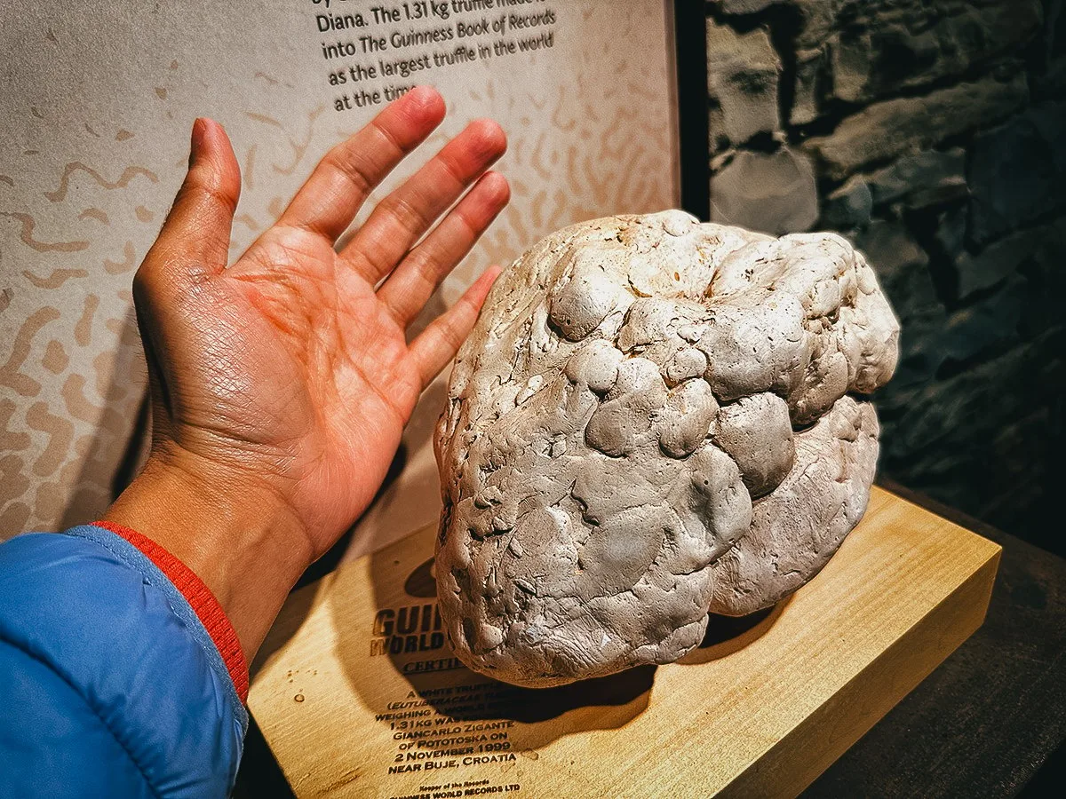 Replica of a huge truffle